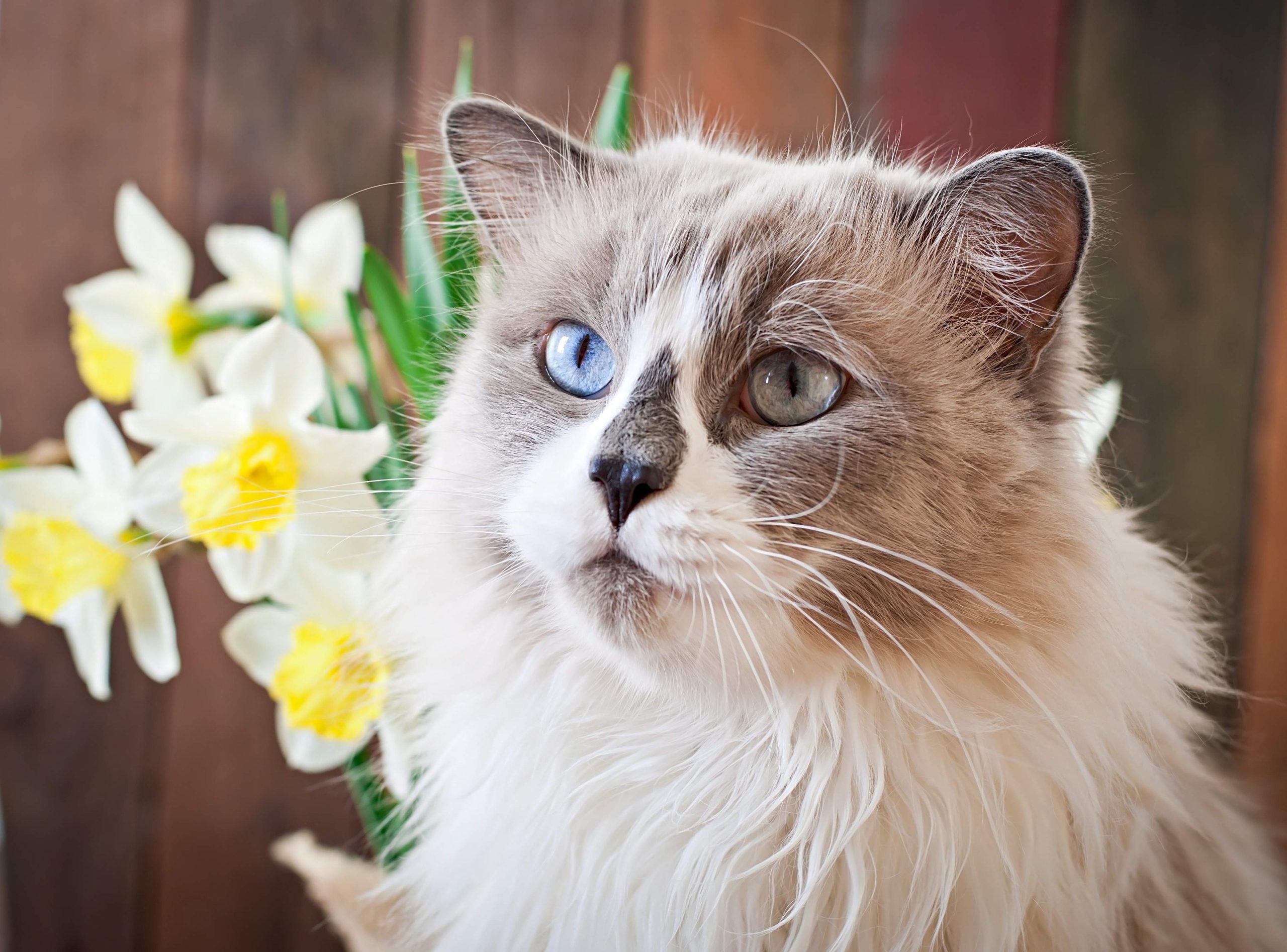 Close-up of a Ragdoll cat with fluffy white and gray fur, heterochromia eyes, and a black nose marking, surrounded by daffodils—highlighting the question, Are Ragdoll Cats Affectionate through its gentle, serene expression and soft appearance.