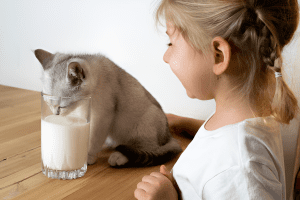 Gray Ragdoll kitten drinking milk from a glass on a wooden table beside a person in white—an example of Dangerous Foods Ragdoll Cats Should Avoid due to lactose intolerance risks.