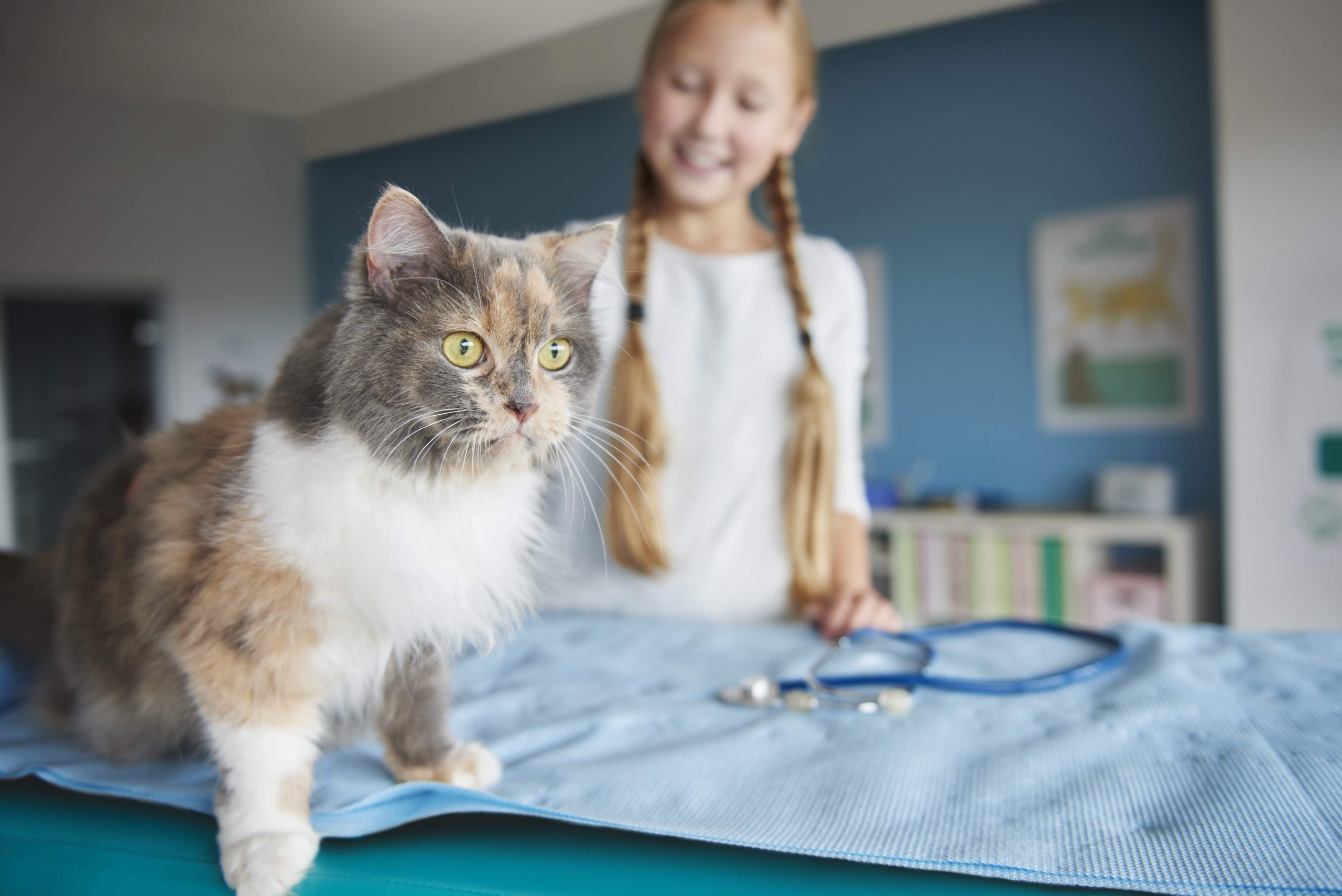 Multicolored cat on a vet table with a stethoscope nearby, illustrating a home-care guide on how to deworm a cat at home. A smiling child watches, reinforcing the importance of safe, accessible feline health practices in familiar settings.