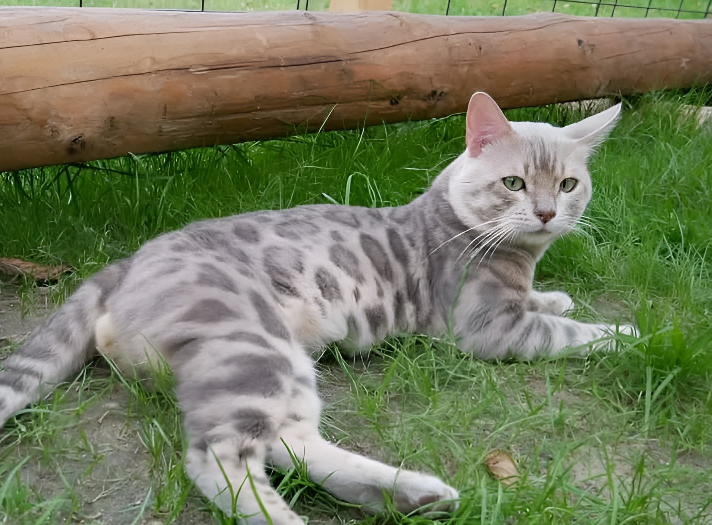 Blue Bengal cat with marbled gray-black coat lounging on grass near a log and fence—an elegant example of the breed’s rare coloration, often influencing Blue Bengal Cat Prices 2025 due to its striking appearance and limited availability.