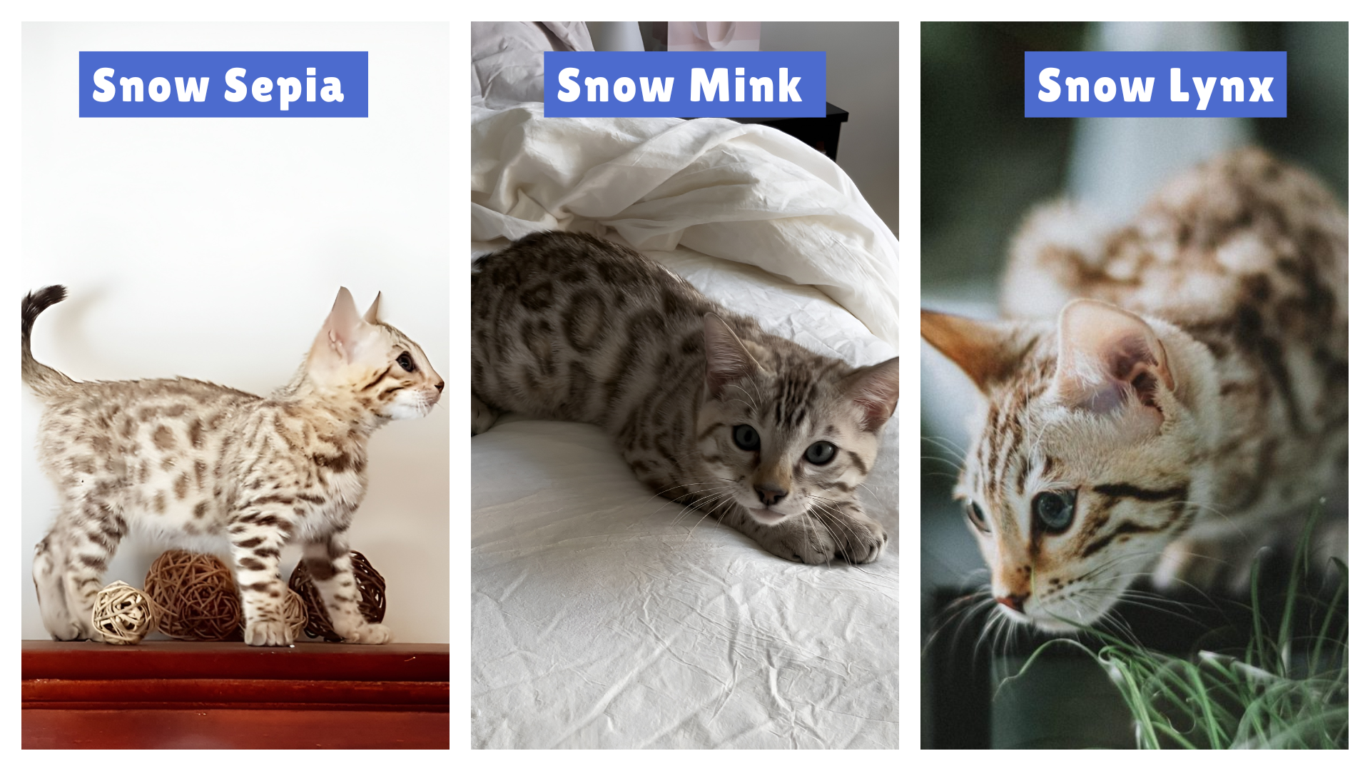 Snow Lynx vs Snow Mink vs Snow Sepia Bengal cats shown side-by-side, highlighting coat differences—Snow Lynx with pale fur and blue eyes, Snow Mink with beige tones and medium spots, and Snow Sepia with cream fur and dark markings—ideal for comparing snow Bengal varieties visually.