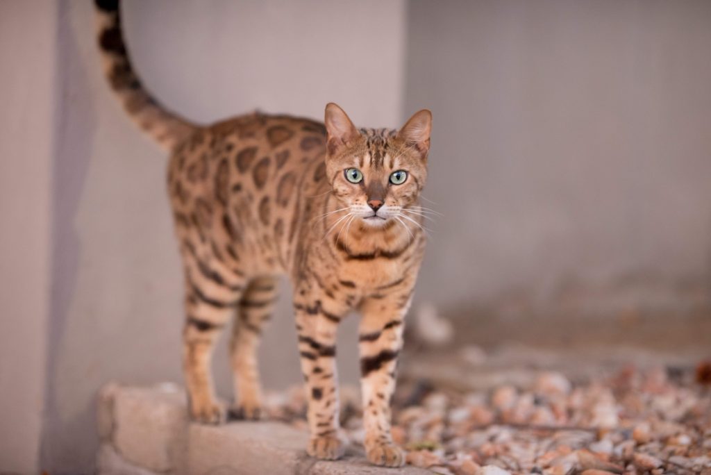F1 Bengal Cat with vivid green eyes and a golden-brown rosetted coat stands alert on a stone surface, highlighting its wild ancestry and exotic markings against a neutral wall backdrop.