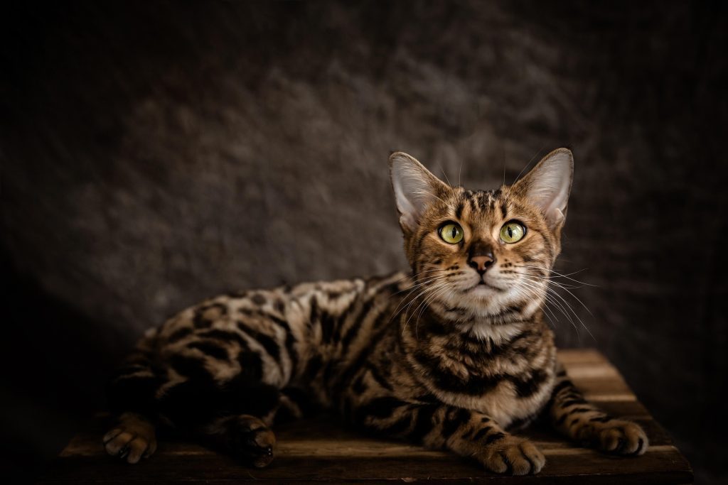 F3 Bengal Cat lying on a wooden surface with vivid green eyes and a richly patterned coat of rosettes and stripes, highlighted by dramatic lighting against a dark, textured background.