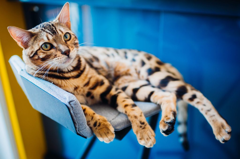 F1 Bengal Cat with golden-brown rosetted coat lounges on a modern gray chair against a vibrant blue background, showcasing its wild lineage and exotic beauty in a relaxed indoor setting.