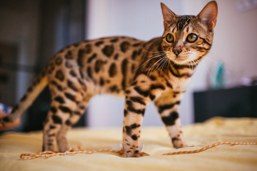 F1 Bengal Cat with golden-brown rosetted coat stands alert on a yellow bed, gazing right with playful focus near an orange-and-white string, embodying its wild energy in a cozy indoor setting.