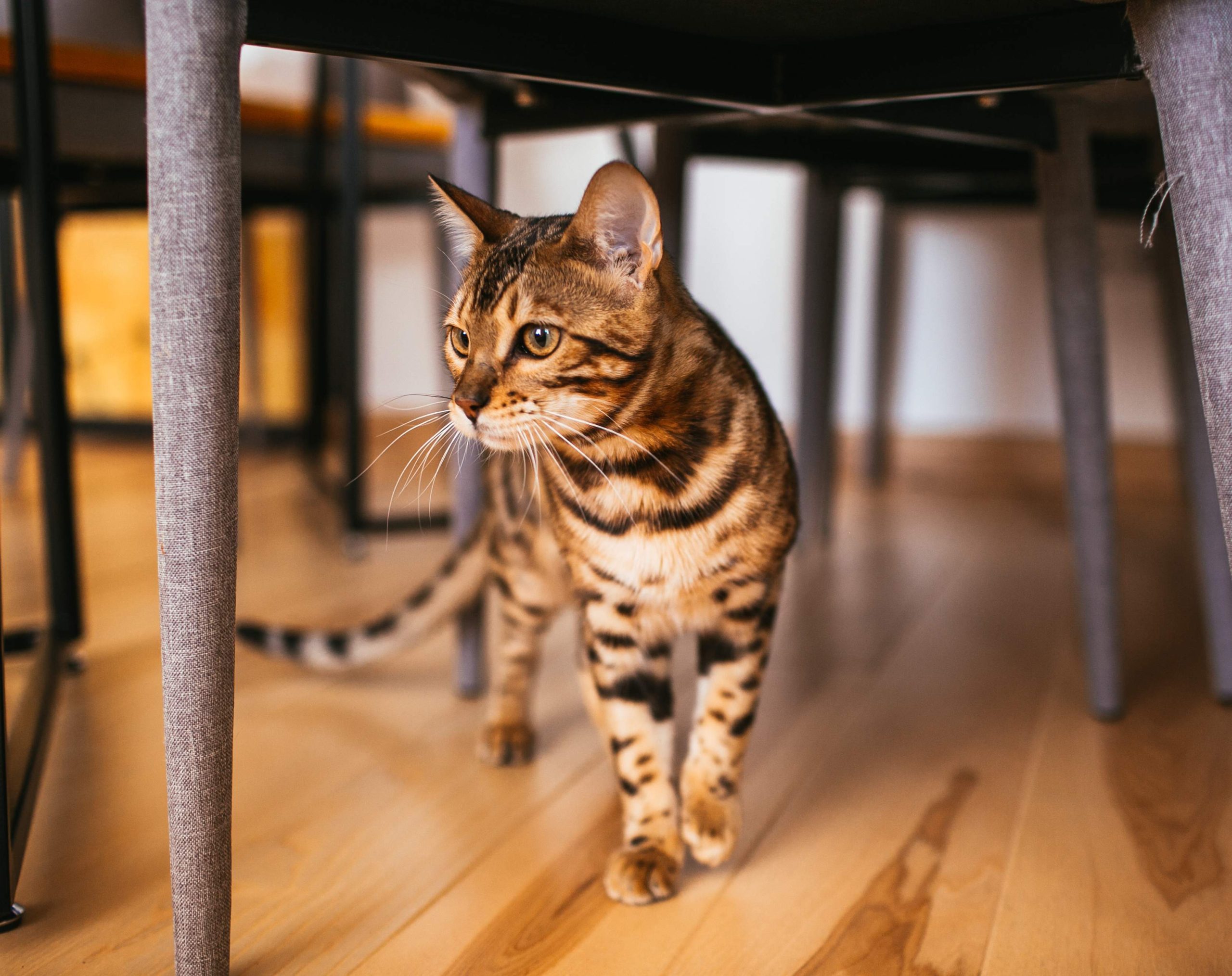 F1 Bengal Cat with golden-brown rosetted coat walks alertly across a wooden floor under a gray dining table, showcasing its wild elegance and hybrid lineage in a modern indoor setting.