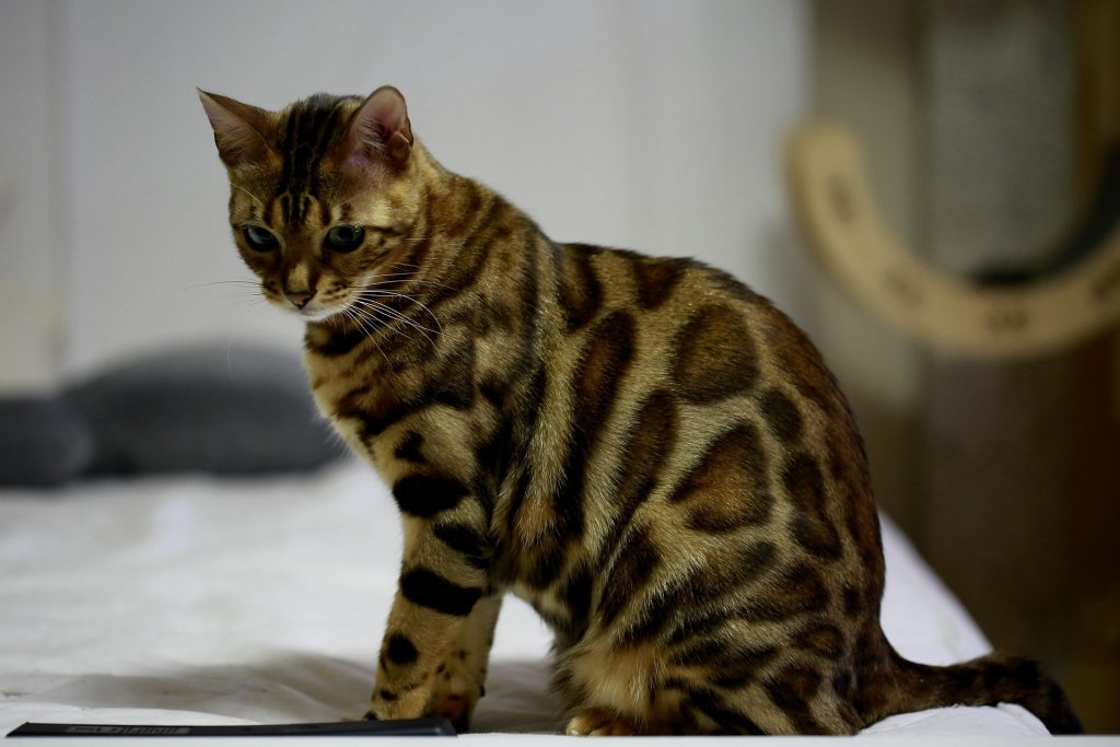 F2 Bengal Cat with golden-brown rosetted coat sits on a white surface, gazing downward with focused intensity. Its exotic markings and wild-inspired profile stand out against a softly blurred background featuring a curved wooden structure and muted tones.