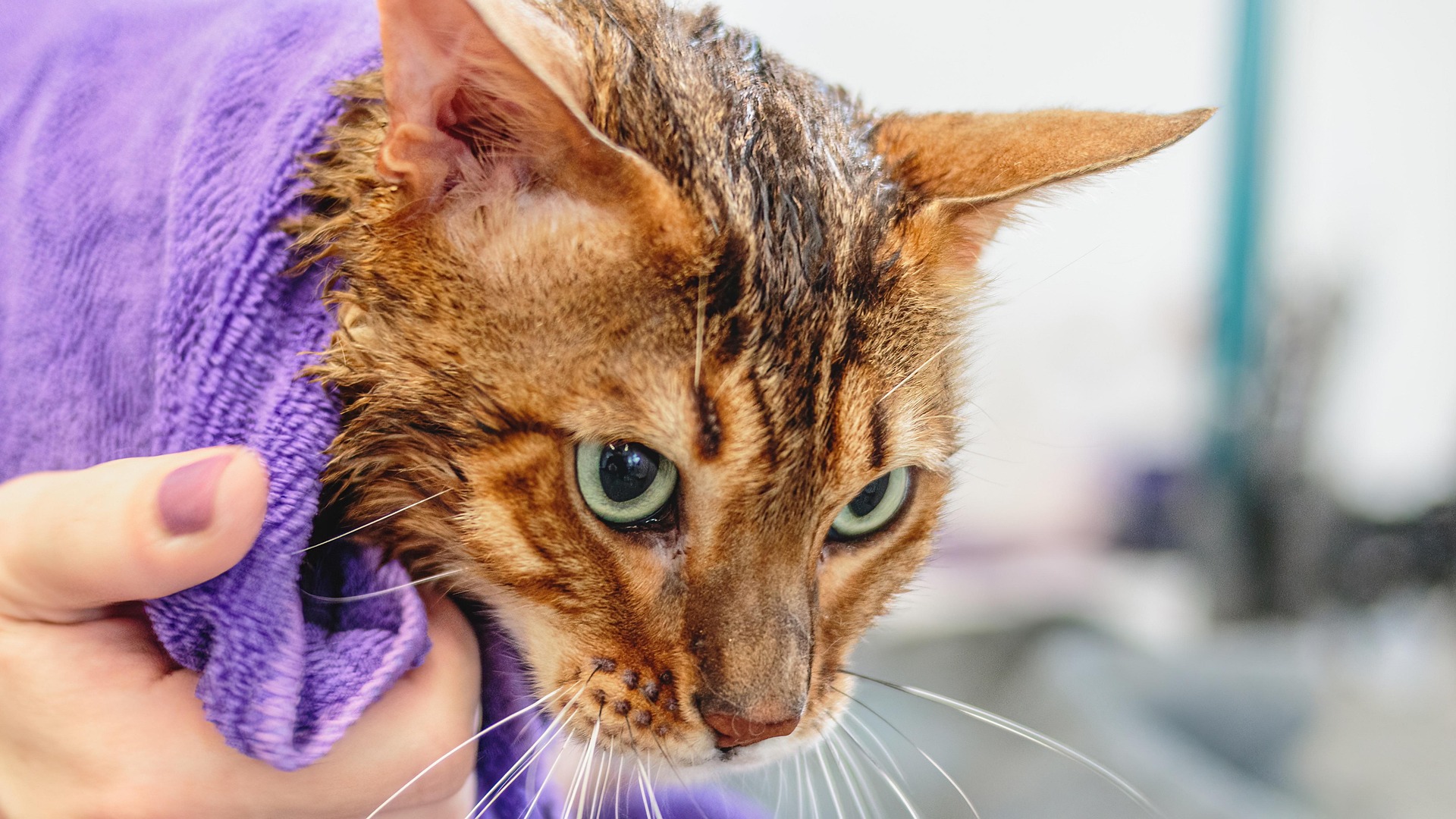 Wet Bengal cat wrapped in a purple towel after grooming, highlighting its striped coat and green eyes. This image answers the question "Do Bengal Cats Shed" by showcasing post-bath care, emphasizing that Bengal cats do shed minimally but benefit from regular grooming to manage loose fur and maintain coat health.