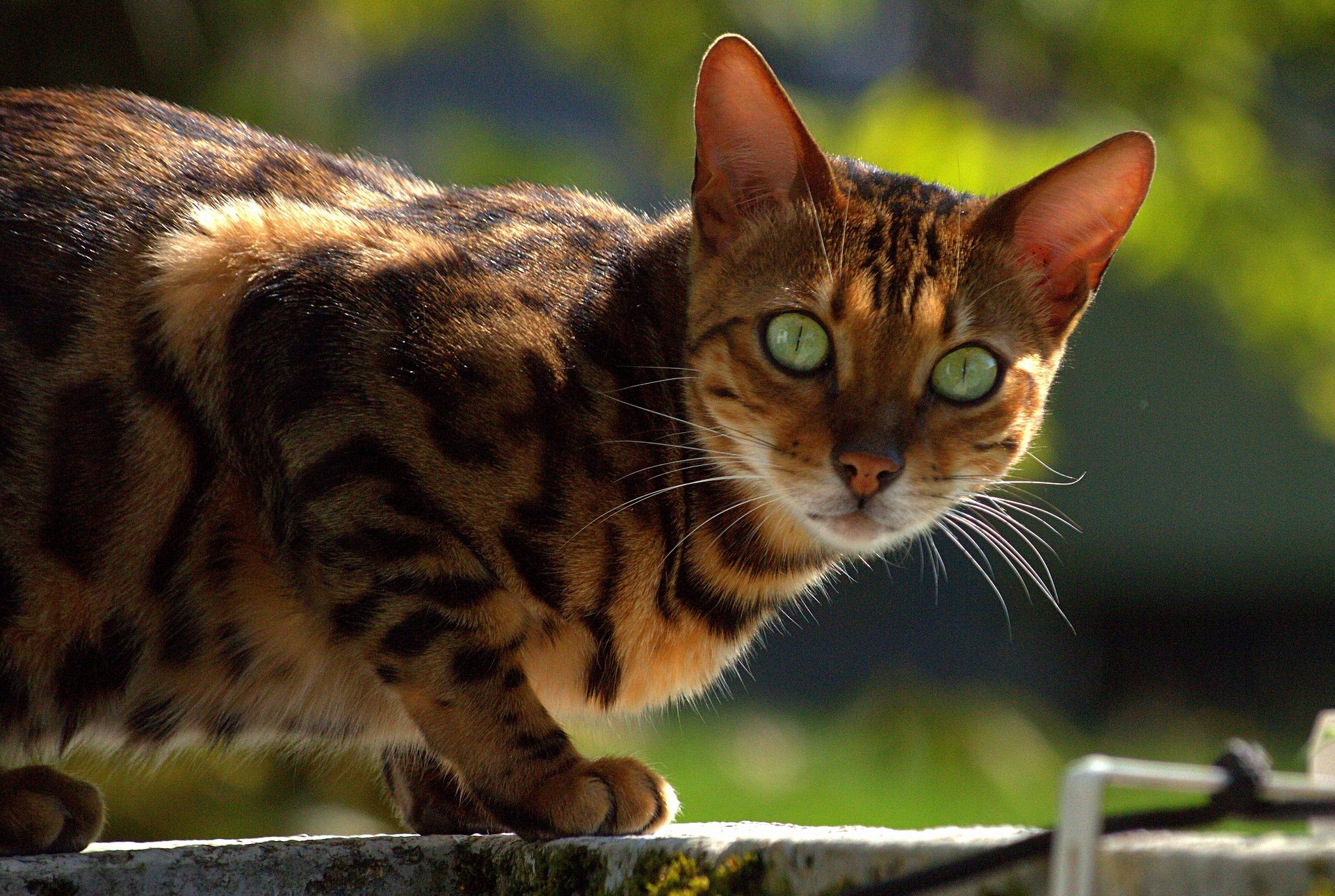 F3 Bengal Cat with vivid green eyes and a golden-brown coat featuring bold rosettes, standing alert on a concrete surface outdoors against a blurred backdrop of foliage and sky.