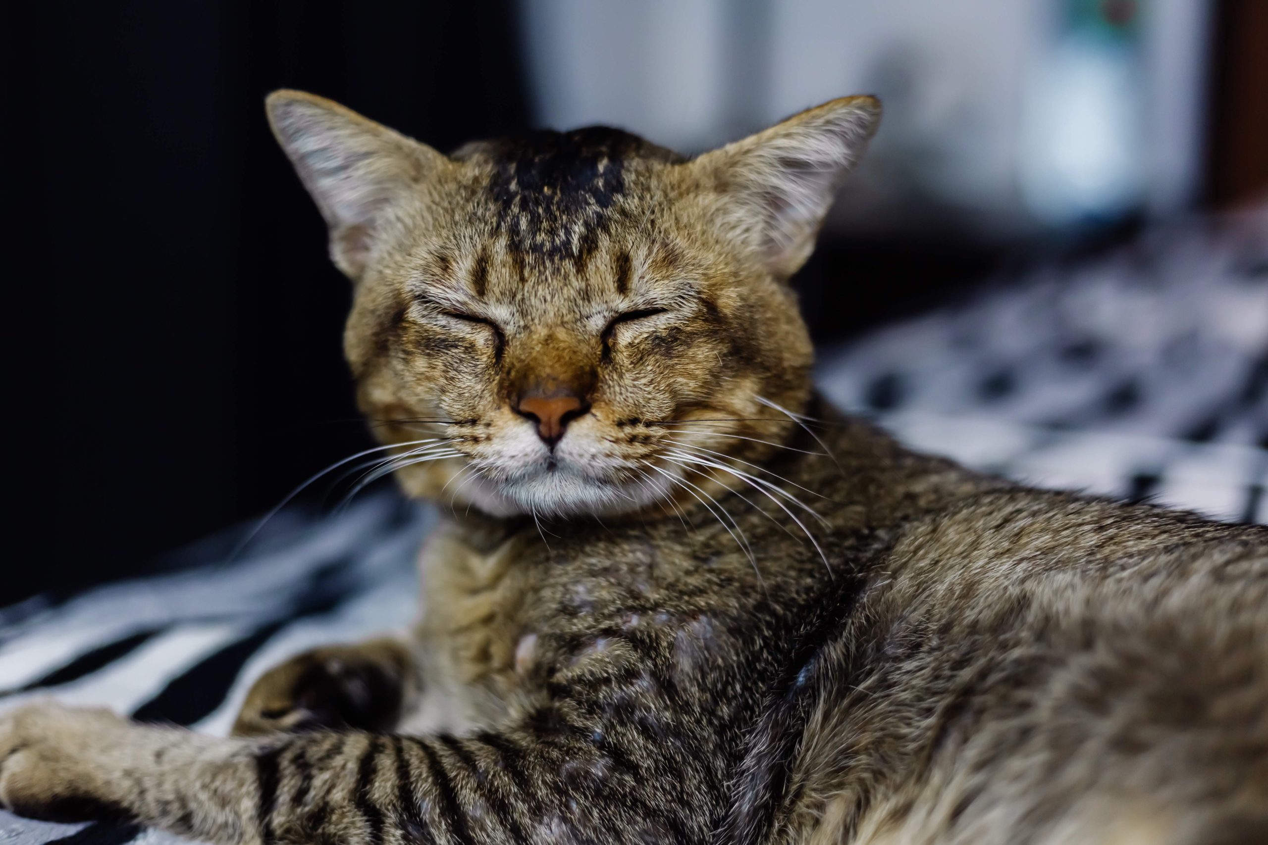 Tabby cat resting peacefully with eyes closed, illustrating comfort and recovery—ideal for articles on how to treat a cat cold at home using gentle care, warmth, and rest.