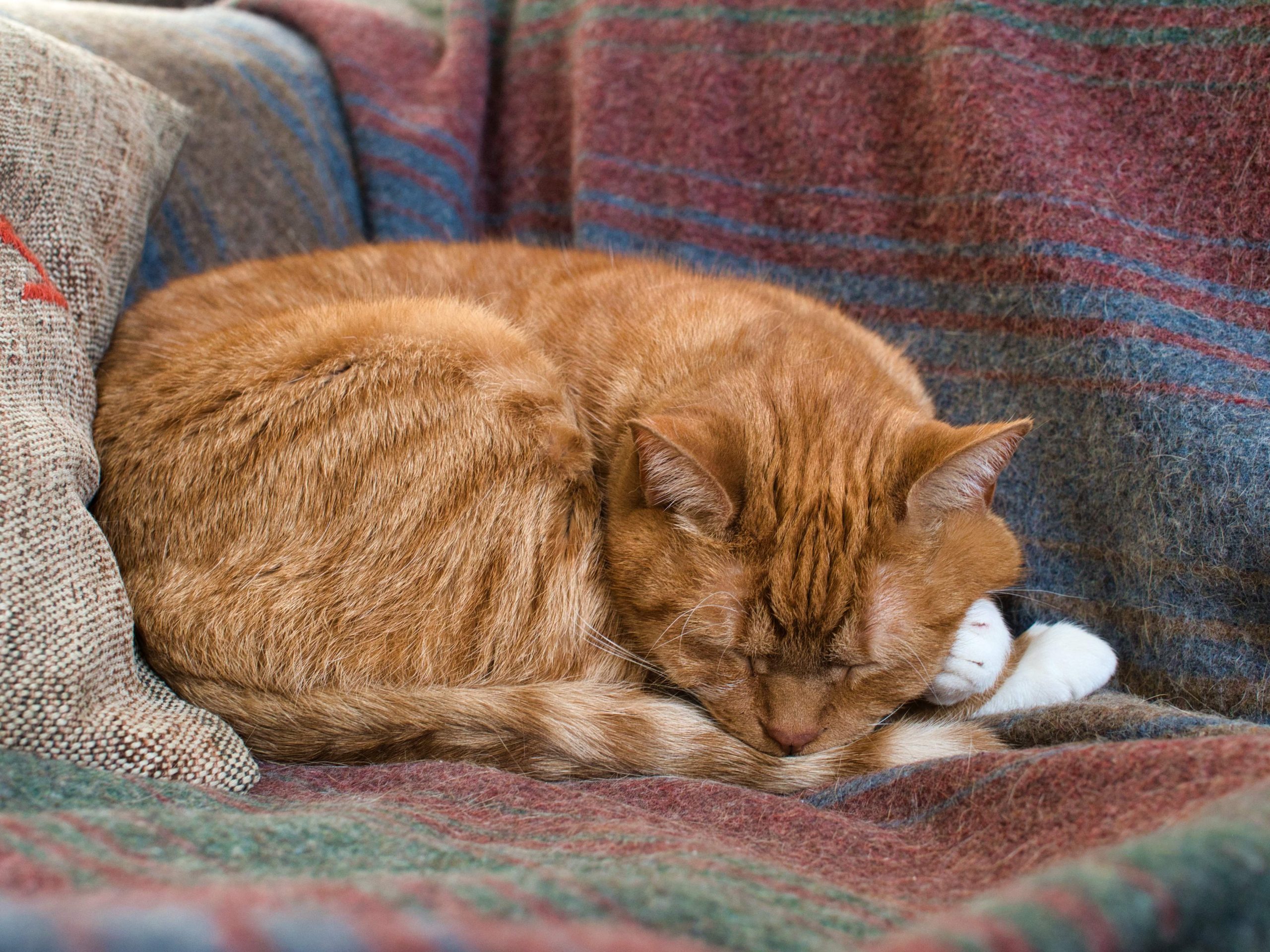 Orange tabby cat curled up asleep on a colorful blanket, illustrating feline comfort indoors. This cozy scene prompts the question: Can a Cats Catch a Cold from a Human?—a common concern for pet owners during cold season.