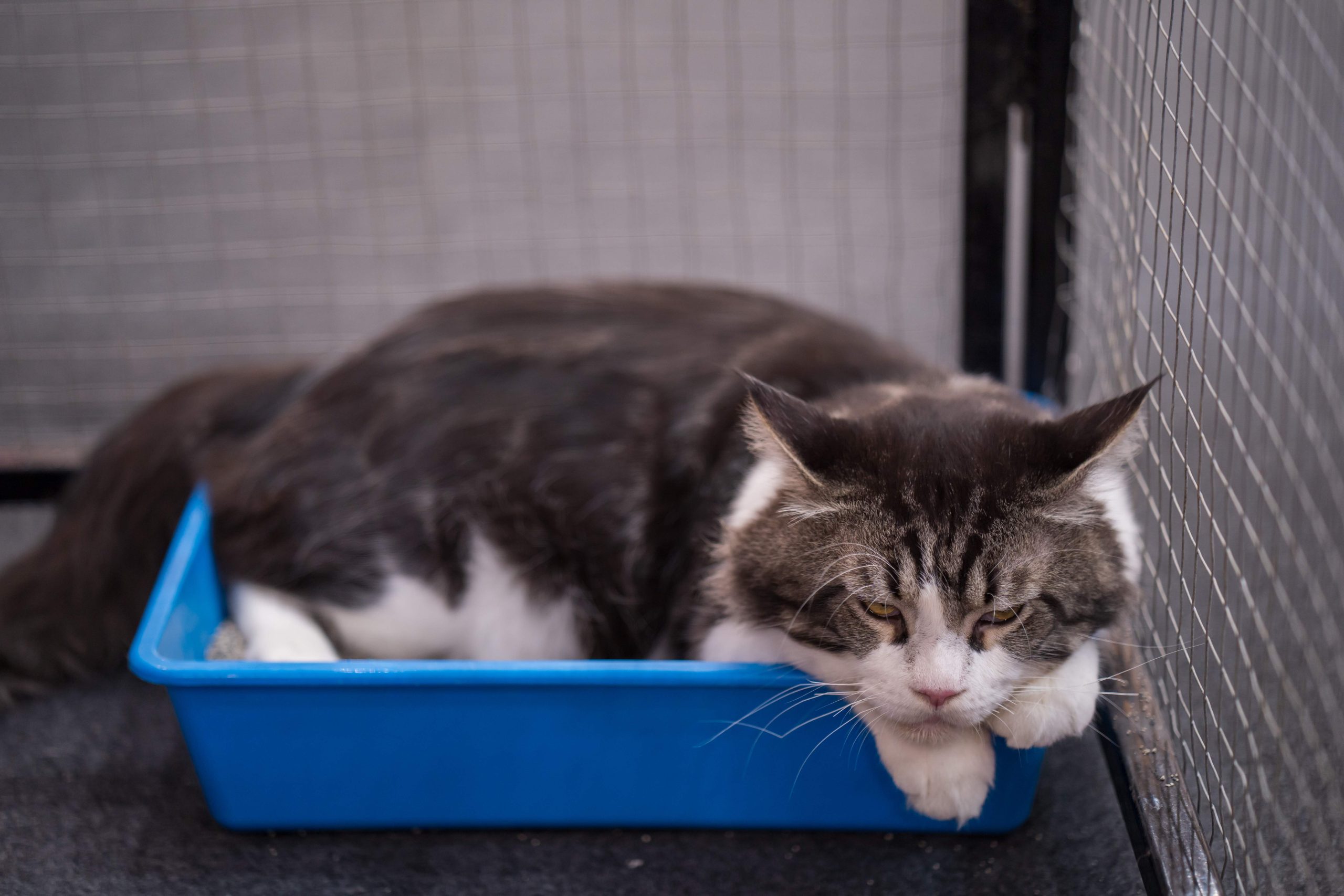 Cat resting in a blue litter box inside a wire enclosure, appearing lethargic—an image that may raise concern for pet owners asking Why Is My Cat Peeing Blood, as unusual litter box behavior and discomfort can signal underlying health issues like urinary tract infections or feline cystitis.