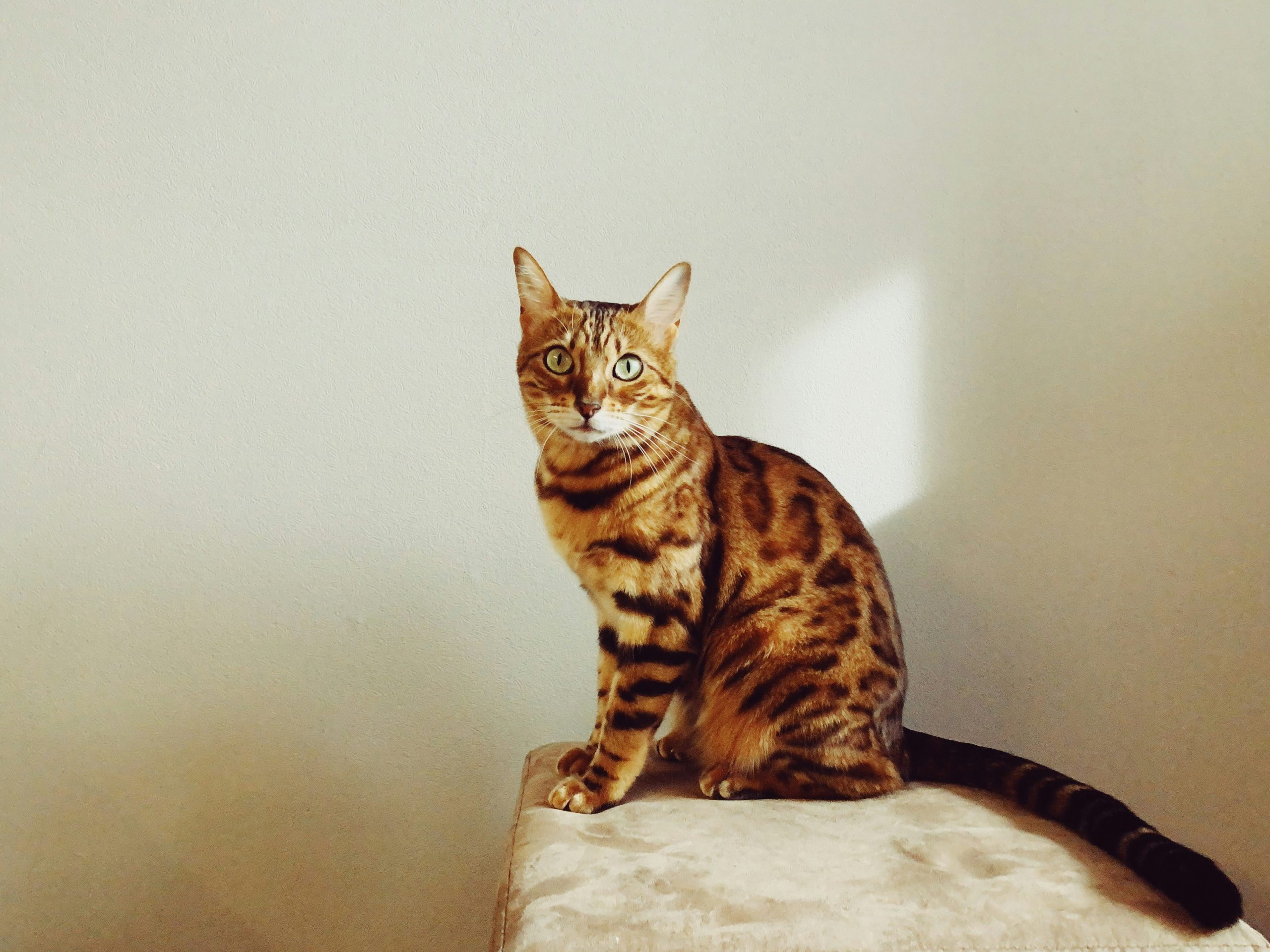 A striking Bengal cat with bold rosettes sits alertly on a cushioned surface, showcasing the breed’s muscular build and exotic coat. This image illustrates the question How Big Do Bengal Cats Get, highlighting their athletic physique and medium-to-large size, which can reach up to 15 pounds.
