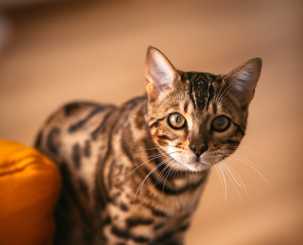 F2 Bengal Cat with golden-brown coat and bold rosettes, gazing directly at the camera. Its wild-inspired markings and alert expression highlight the breed’s exotic lineage. Soft-focus background and visible cushion enhance the feline’s striking appearance.