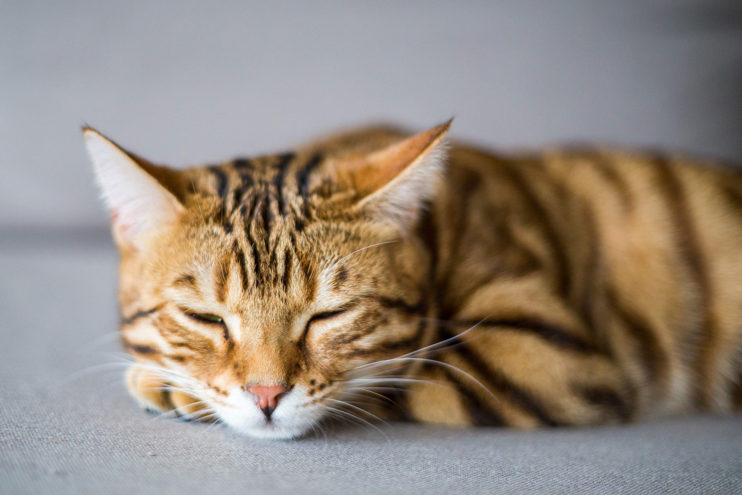 Bengal cat resting peacefully with eyes closed on a soft surface, illustrating feline comfort and vulnerability—ideal for articles exploring “Do Cats Get Colds” and signs of cat illness like lethargy or sneezing.