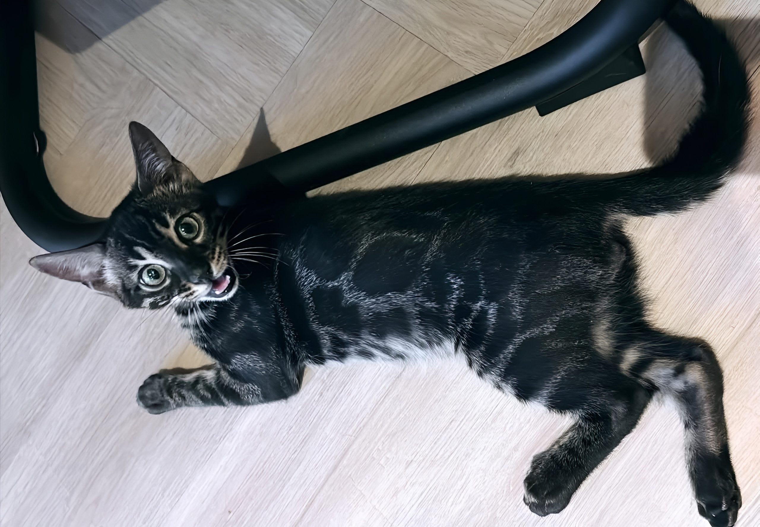Melanistic Black Bengal cat with striking tabby markings lies on a light wood floor under black metal furniture. Wide eyes and open mouth suggest playful curiosity—ideal visual for content on Black Bengal Cat Prices (Melanistic) and breed traits.