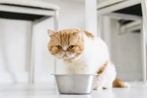 Indoor Persian cat sitting attentively near a food bowl, illustrating a calm moment in its daily routine—ideal for content discussing Persian Cat Diet and nutritional habits in domestic settings.