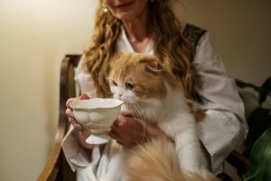 A person gently offers a ceramic cup to a fluffy orange-and-white Persian cat indoors, capturing a calm bonding moment. This cozy interaction subtly explores the question: Is Persian Cat Good For First Time Owners, showcasing the breed’s affectionate nature and suitability for gentle companionship in a relaxed home setting.