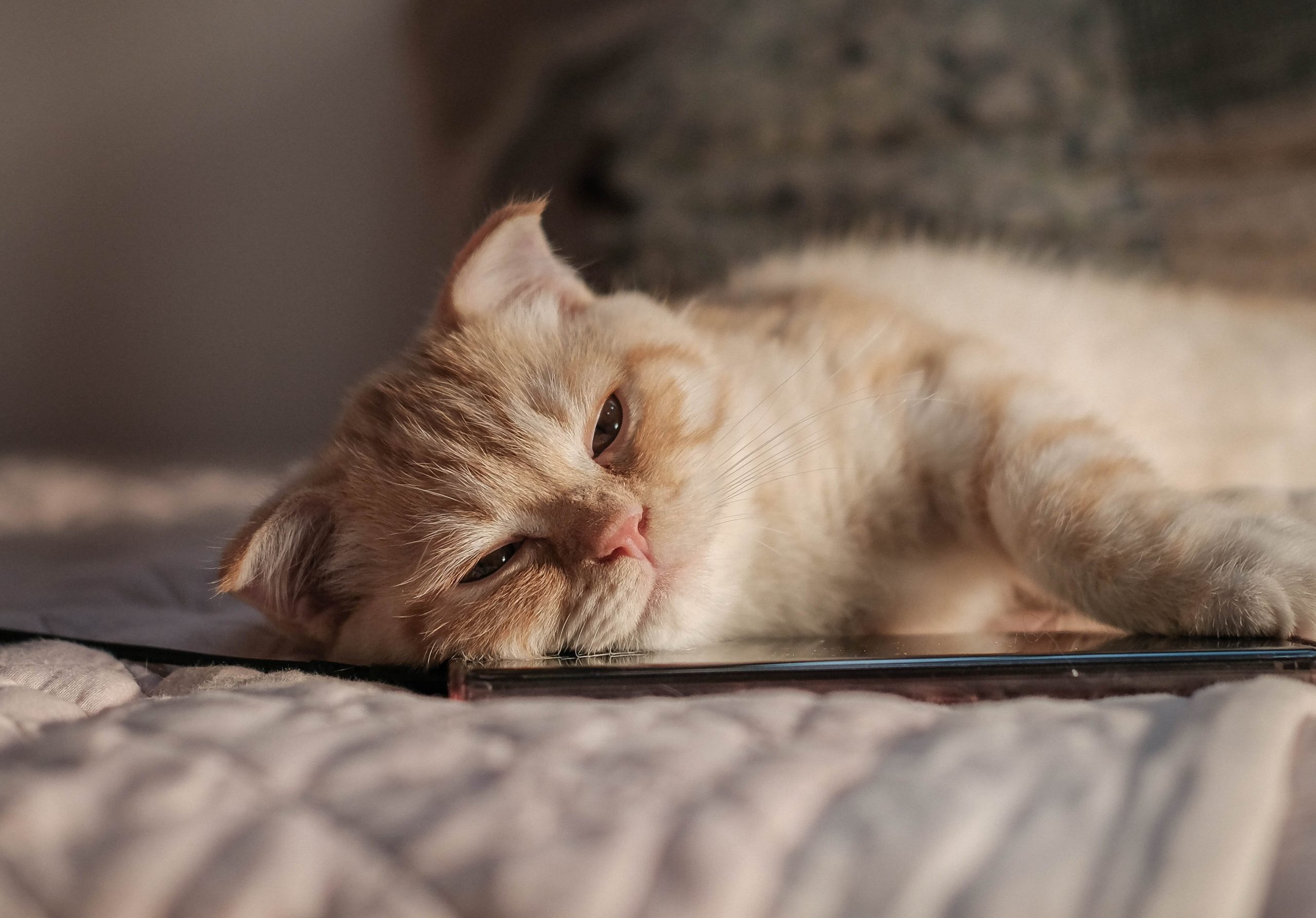 A light orange and white Persian cat rests peacefully on a quilted blanket with its head on a smartphone, symbolizing comfort and awareness of Persian Cat Kidney Disease, highlighting the importance of monitoring feline health while capturing a serene, cozy moment.