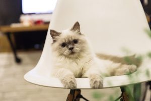 A fluffy Persian–Ragdoll mix cat with light fur and darker facial markings lounges on a modern white chair indoors, gazing directly at the camera with wide, expressive eyes; cozy atmosphere enhanced by blurred desk, computer, and green plant leaves in the background.
