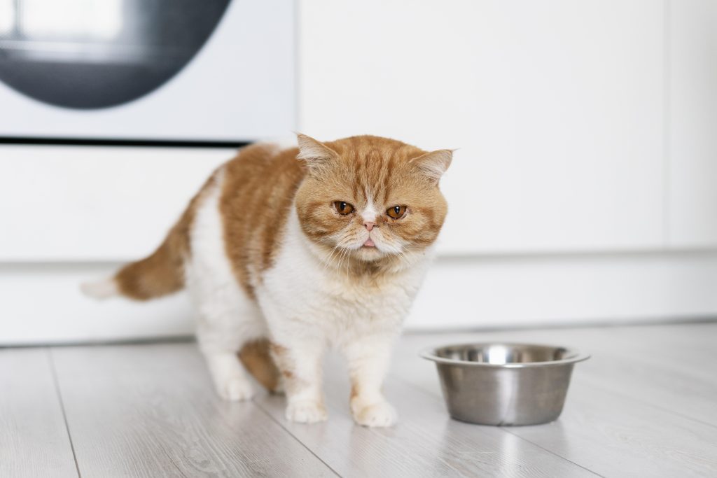 A flat-faced Persian cat with orange and white fur stands by a stainless steel food bowl indoors, evoking the question: Can Persian Cat Eat Rice, as it waits in a kitchen setting, highlighting daily feeding moments and unique feline features.