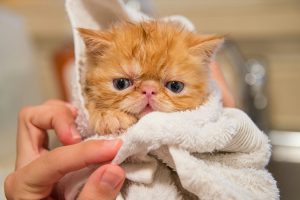 Do Persian Cats Need Baths? A wet orange Persian kitten with blue eyes is gently wrapped in a white towel after bathing, highlighting pet care and the delicate grooming needs of this breed.
