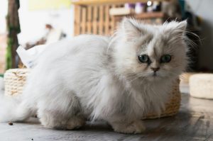Fluffy white Persian cat with striking green eyes indoors, illustrating Persian Cat Lifespan: How Long Do They Live, highlighting their long, luxurious coats and calm temperament in a cozy home setting.