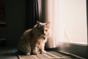A fluffy Persian cat with orange eyes and a blue collar sits calmly indoors on a striped rug near a glass door, highlighting the cozy setting and raising the question: Can Persian Cats Go Outside while maintaining their serene, safe environment?