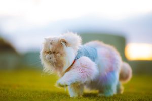 Fluffy flat‑face Persian cat in a grey knitted sweater walking on grass at sunset, showcasing pastel pink, blue, and white fur. This serene photo highlights Persian Cat Pros And Cons, from their charming appearance and affectionate nature to grooming needs and health considerations, making it ideal for accessibility and search visibility.