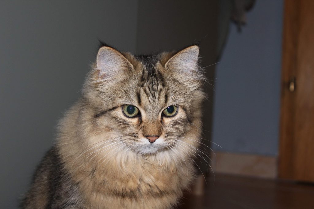 Close-up of a Maine Coon Persian Mix Cat with fluffy tabby fur, striking green eyes, and bold forehead stripes, sitting indoors near a wooden door in soft light.