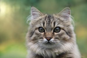 Close-up portrait of a Maine Coon Persian Mix Cat with long fluffy fur, striking green eyes, and tabby markings, sitting outdoors against a blurred garden background.