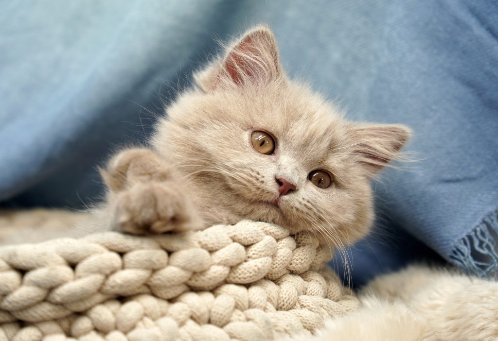 A fluffy British Shorthair Persian Mix Cat with golden eyes rests cozily in a chunky cream knit blanket, its paw raised playfully against a soft blue background, creating a warm and serene home atmosphere.