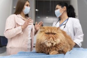 A Persian cat with reddish-brown fur lies on a veterinary exam table as a vet consults the owner in the background, highlighting concerns about Persian Cat Digestion Problems and specialized pet care in a clinical setting.