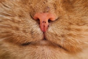 Close-up of a ginger cat’s pink nose and whisker pads, highlighting fine fur textures and skin detail. This macro shot visually supports the query Why Does My Cats Breath Smell Like Poop by showing the mouth area where odor issues may originate, making it relevant for pet owners researching feline dental health and breath concerns.