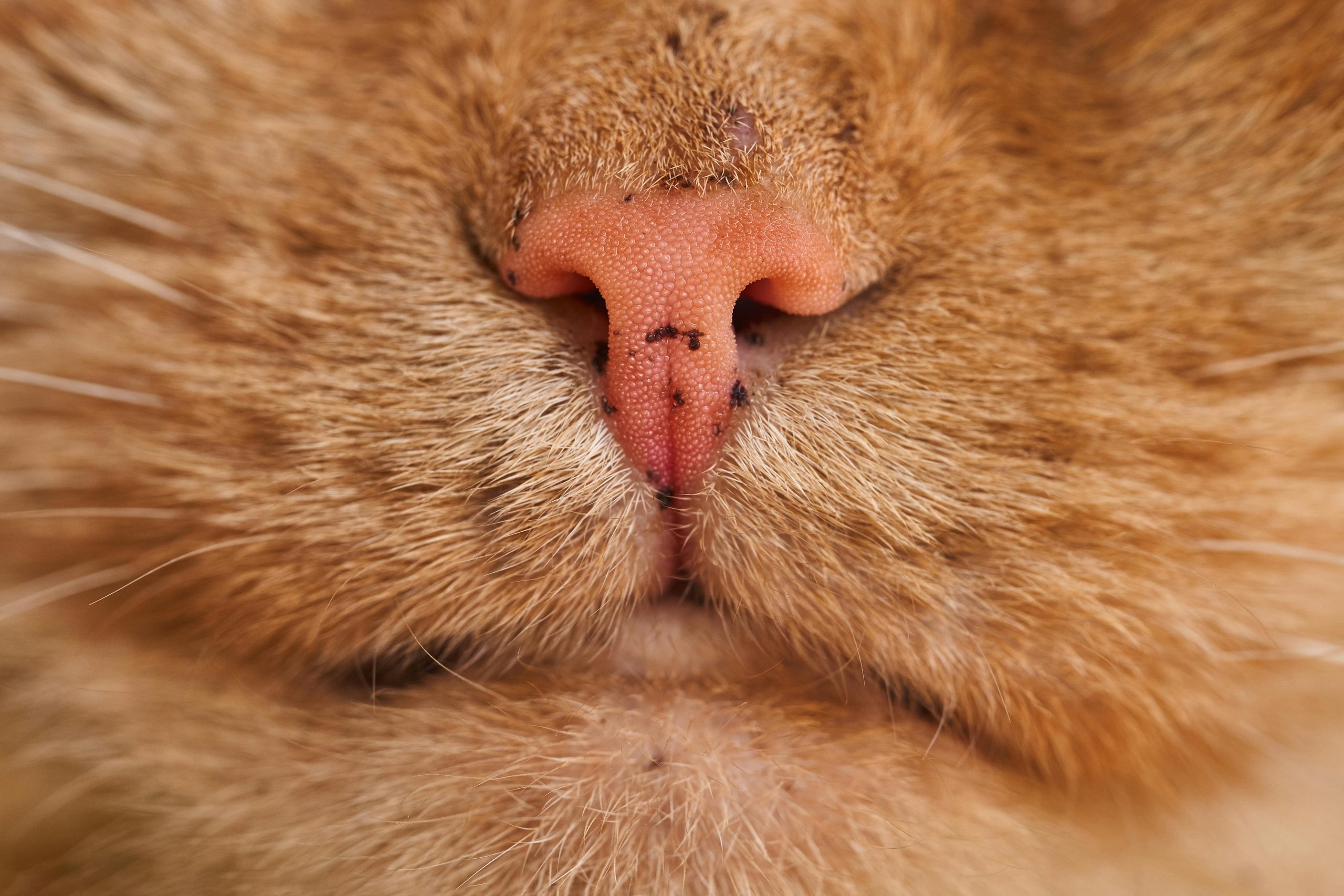 Close-up of a ginger cat’s pink nose and whisker pads, highlighting fine fur textures and skin detail. This macro shot visually supports the query Why Does My Cats Breath Smell Like Poop by showing the mouth area where odor issues may originate, making it relevant for pet owners researching feline dental health and breath concerns.
