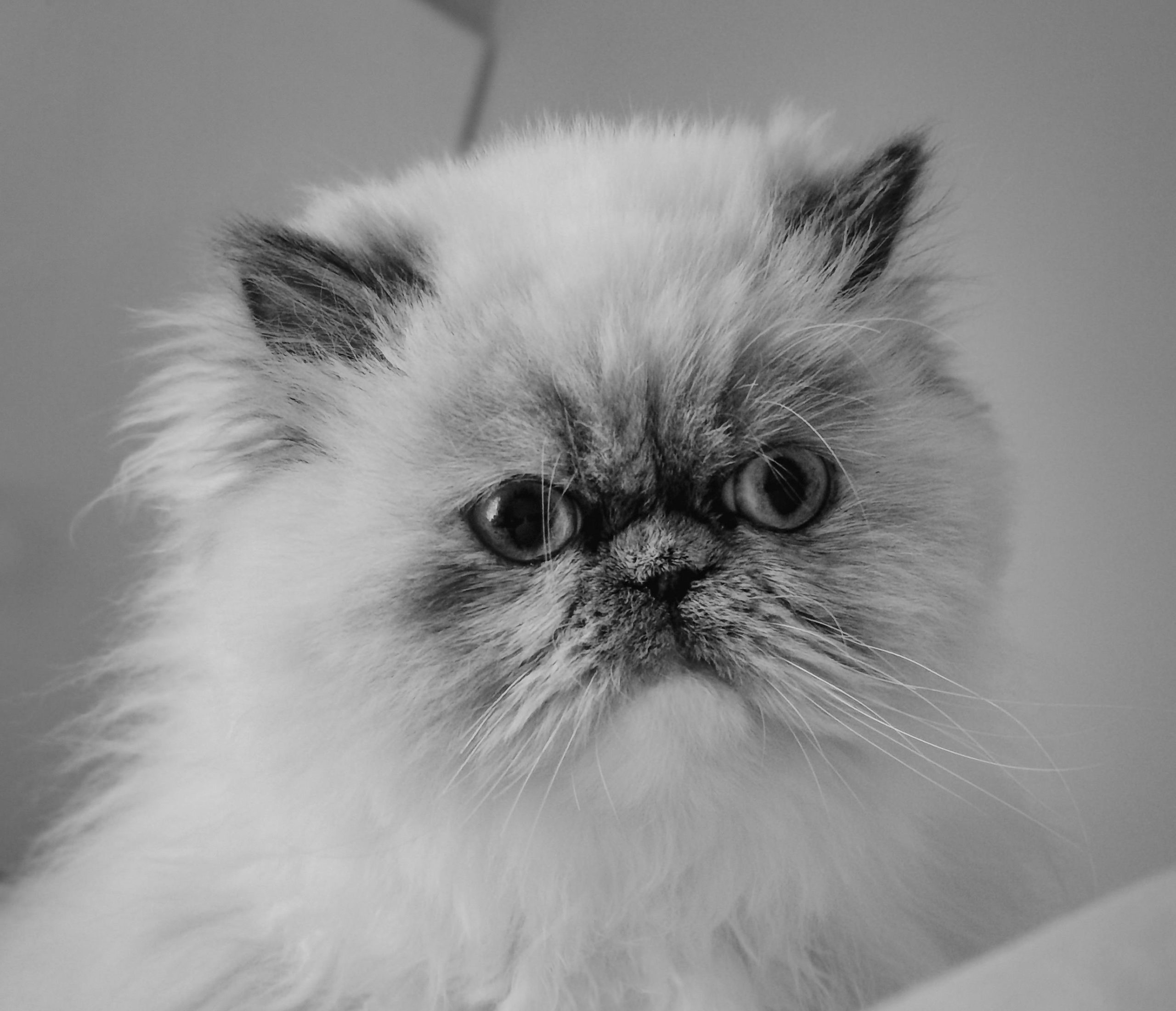 Close-up black-and-white photo of a Persian cat with fluffy fur and round eyes, subtly conveying Persian Cat Stress Signs through its serious, contemplative expression, highlighting the breed’s unique facial features and emotional cues for better awareness of feline stress indicators.