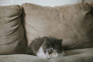 A fluffy dark gray Persian cat with a white chest peacefully sleeping on a beige couch near a window, capturing a cozy domestic moment. This serene image illustrates Why Persian Cat Sleep So Much, emphasizing relaxation, comfort, and the tranquil lifestyle of this beloved breed.