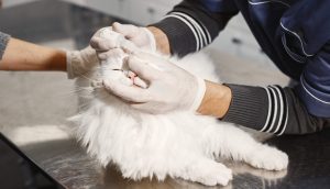 Veterinarian administering eye drops to a fluffy Persian cat on an exam table, illustrating Common Persian Cat Owner Mistakes such as neglecting proper eye care and veterinary visits, highlighting the importance of attentive pet healthcare and responsible handling during medical procedures.