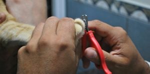 Close-up of a person trimming a cat’s claw with red-handled clippers, illustrating proper grooming care. The image highlights concerns about cat nails splitting when cut, emphasizing safe trimming techniques to prevent overgrowth, discomfort, and injury in feline pets during routine grooming or veterinary care.