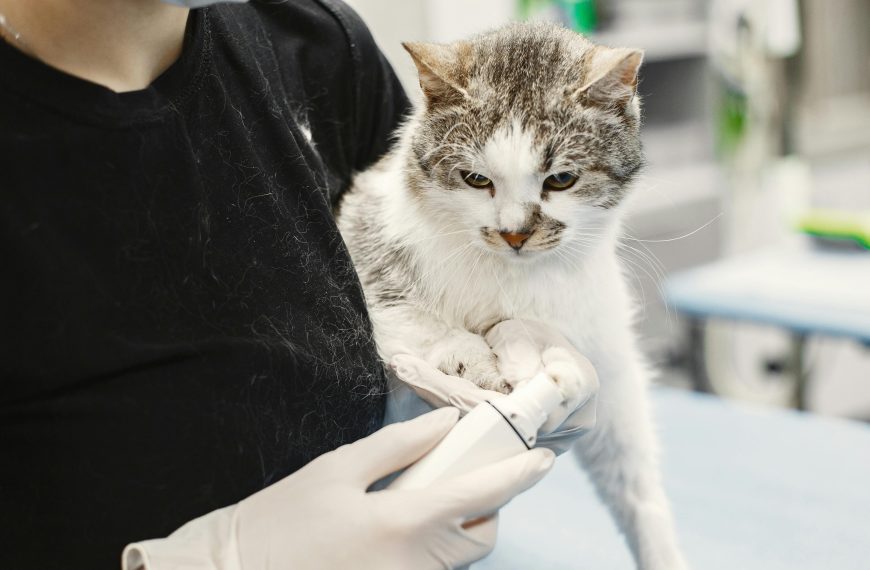 How To Trim Angry Cat Claws: At Home Without Bites