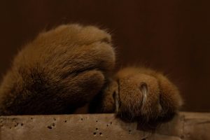 Close-up of feline paws highlighting Cat Claws Anatomy, showing sharp claws partially extended against a textured surface, with detailed fur emphasizing the contrast between softness and sharpness.