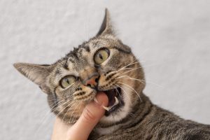 Curious tabby cat gently biting a finger with visible teeth, illustrating oral health and behavior—What Should Cat Breath Smell Like when checking your cat’s mouth for signs of bad breath or dental issues.