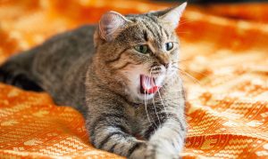A curious Persian cat resting with a thoughtful expression, subtly illustrating the topic Why My Cats Breath Smells Like Cat Food, highlighting feline behavior and health awareness for pet owners seeking answers.