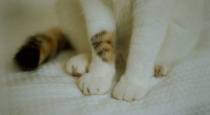 Close-up of a cat’s front paws and striped tail resting on a textured white blanket, highlighting delicate fur details. Useful for illustrating Cat Nail Split Bleeding concerns, this image emphasizes feline paw health and coloration, making it relevant for pet care, veterinary awareness, and search visibility.
