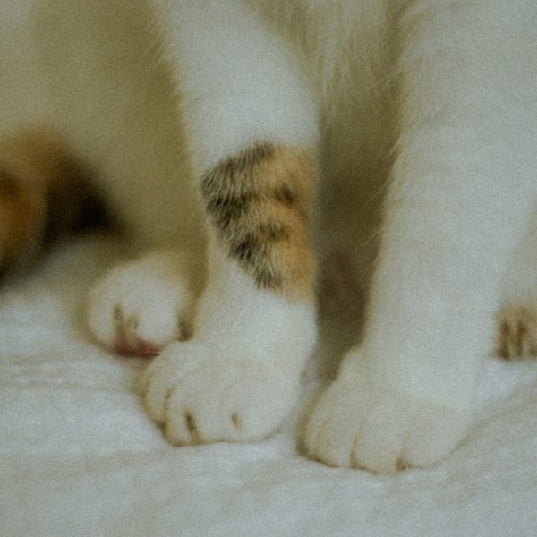 Cat Nail Split Bleeding? Causes, Treatment, and Healing Time