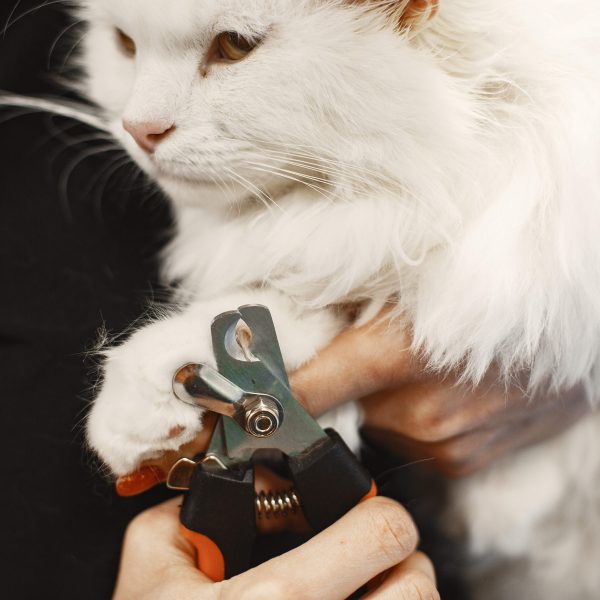 How To Trim Cat Claws: Easy Home Guide With Clippers